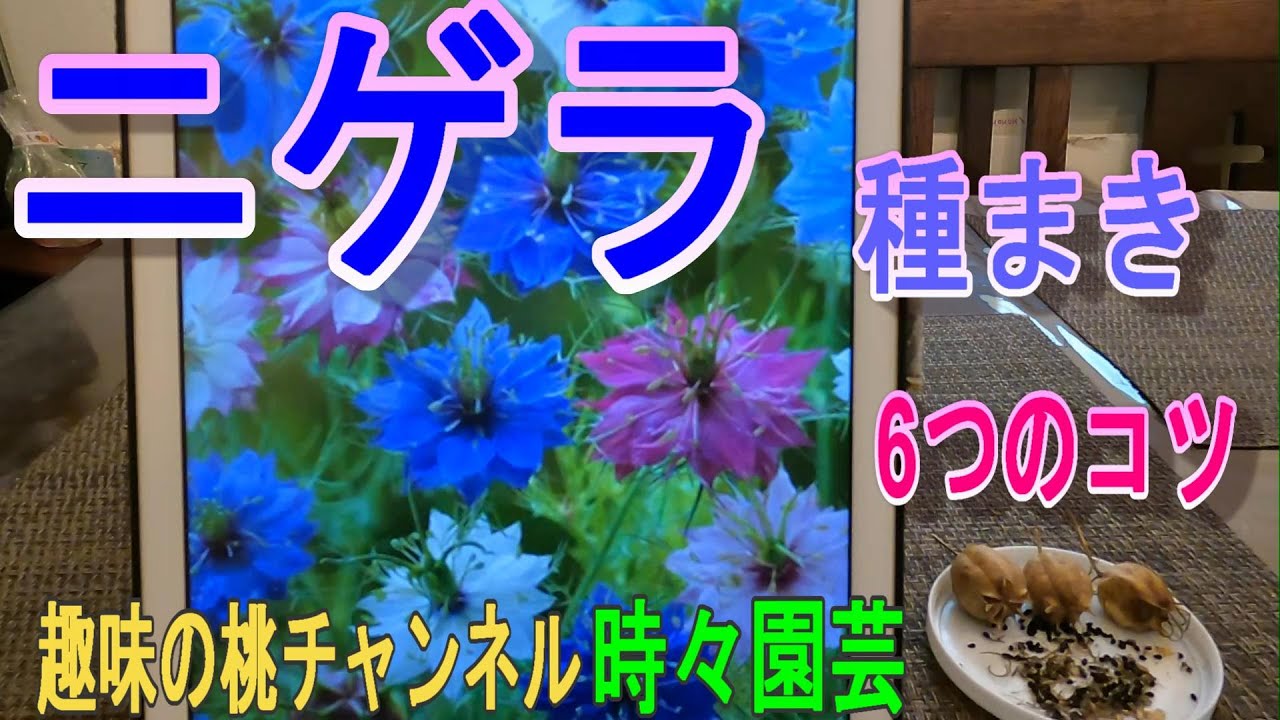【ニゲラ】種まき　6つのコツ　23/10/13