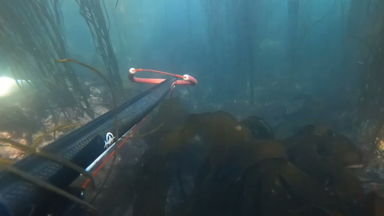 chasse de mulets par petit fond Octobre 2024