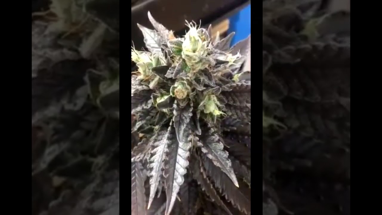 Local Strain Purple Kush