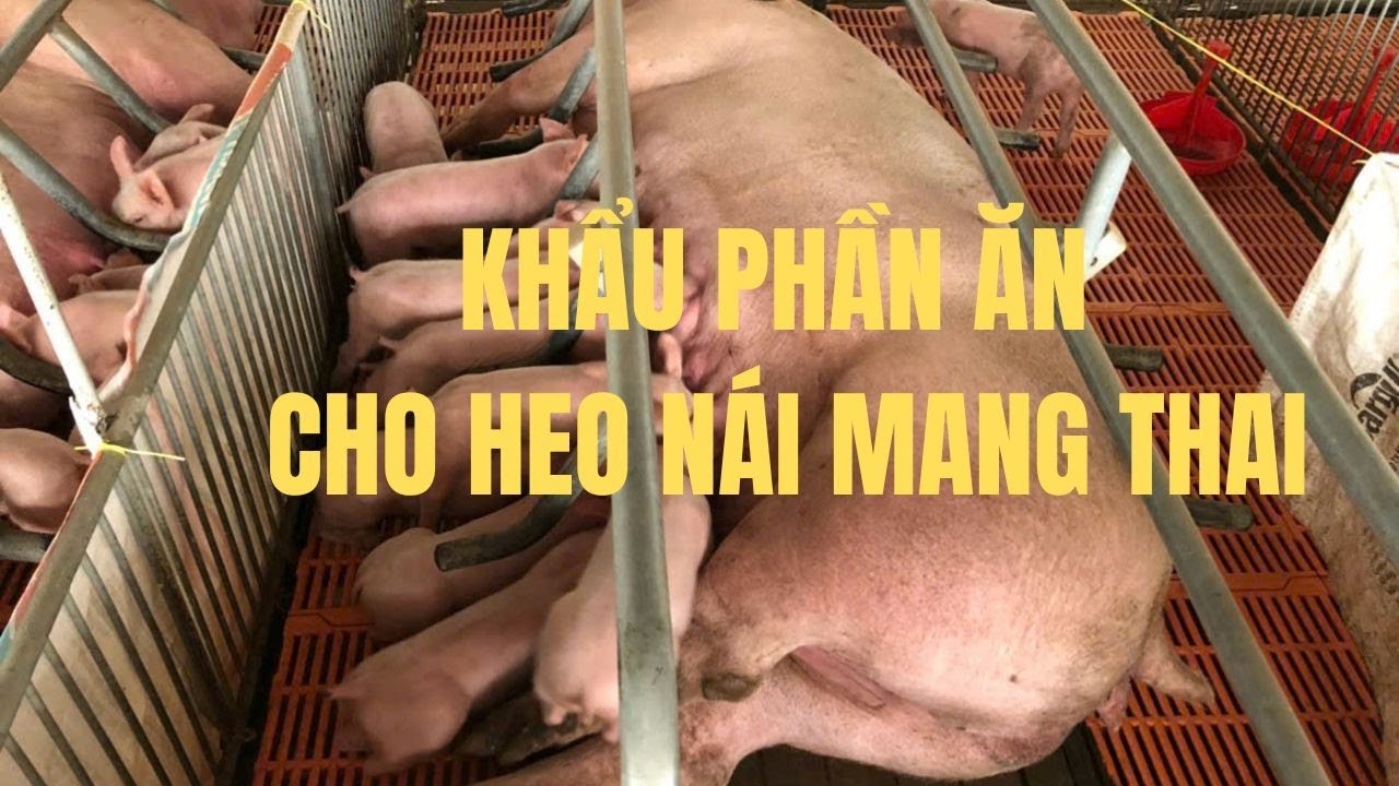 Hướng dẫn cách cho heo nái mang thai ăn đúng theo khẩu phần theo từng giai đoạn l Thuận Nguyễn