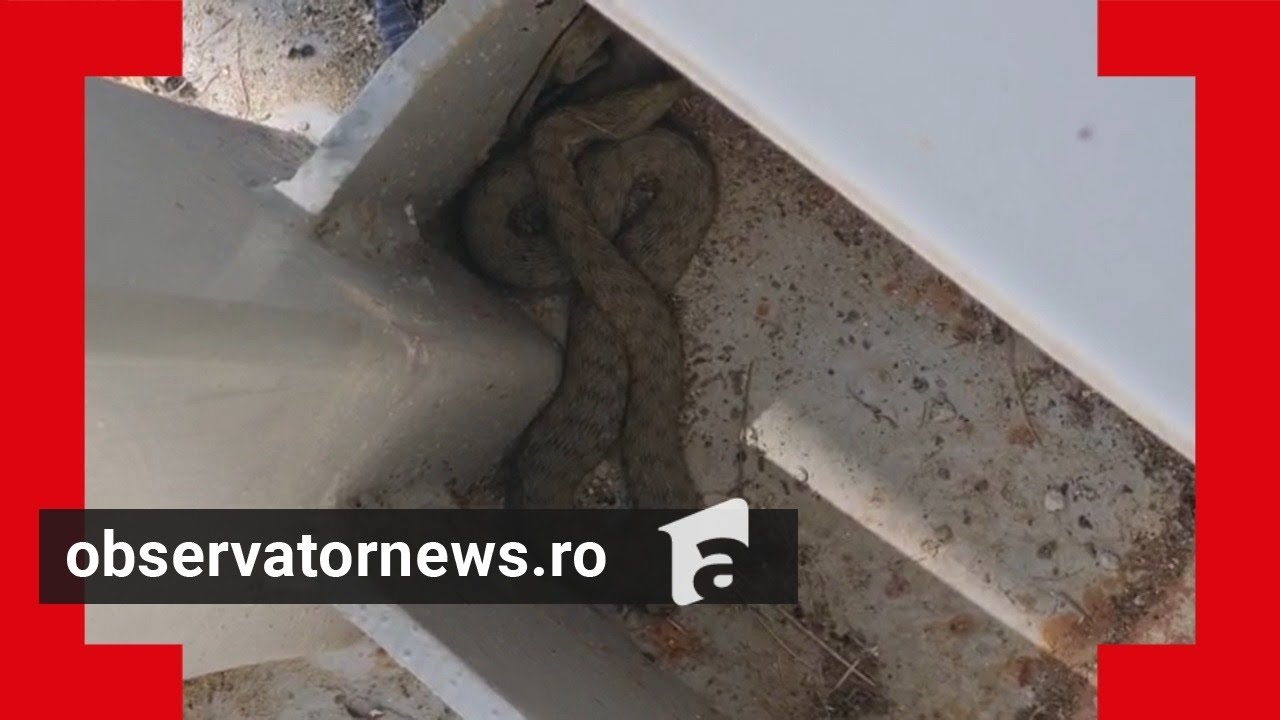 Orădenii, avertizaţi prin RO ALERT să se baricadeze că sunt şerpi în zonă