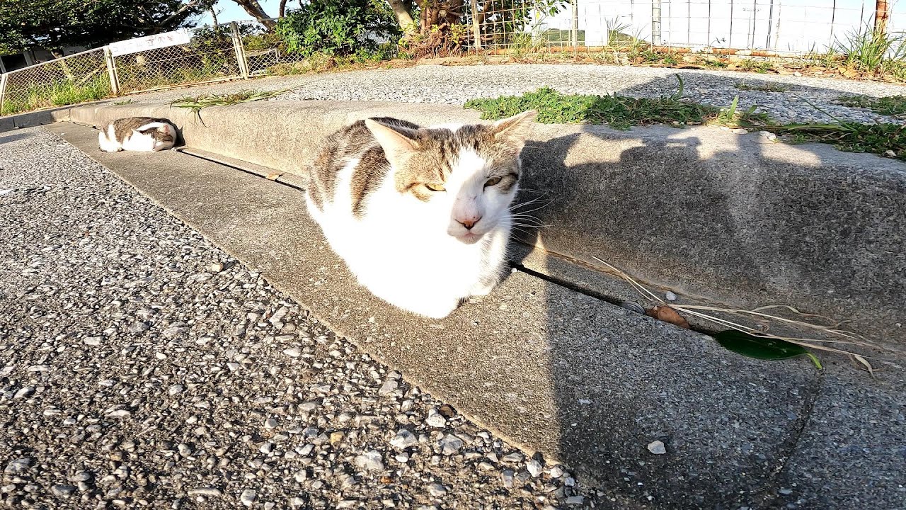 リラックスできる音楽と猫。睡眠音楽。やっぱり猫が好き。野良猫の日常