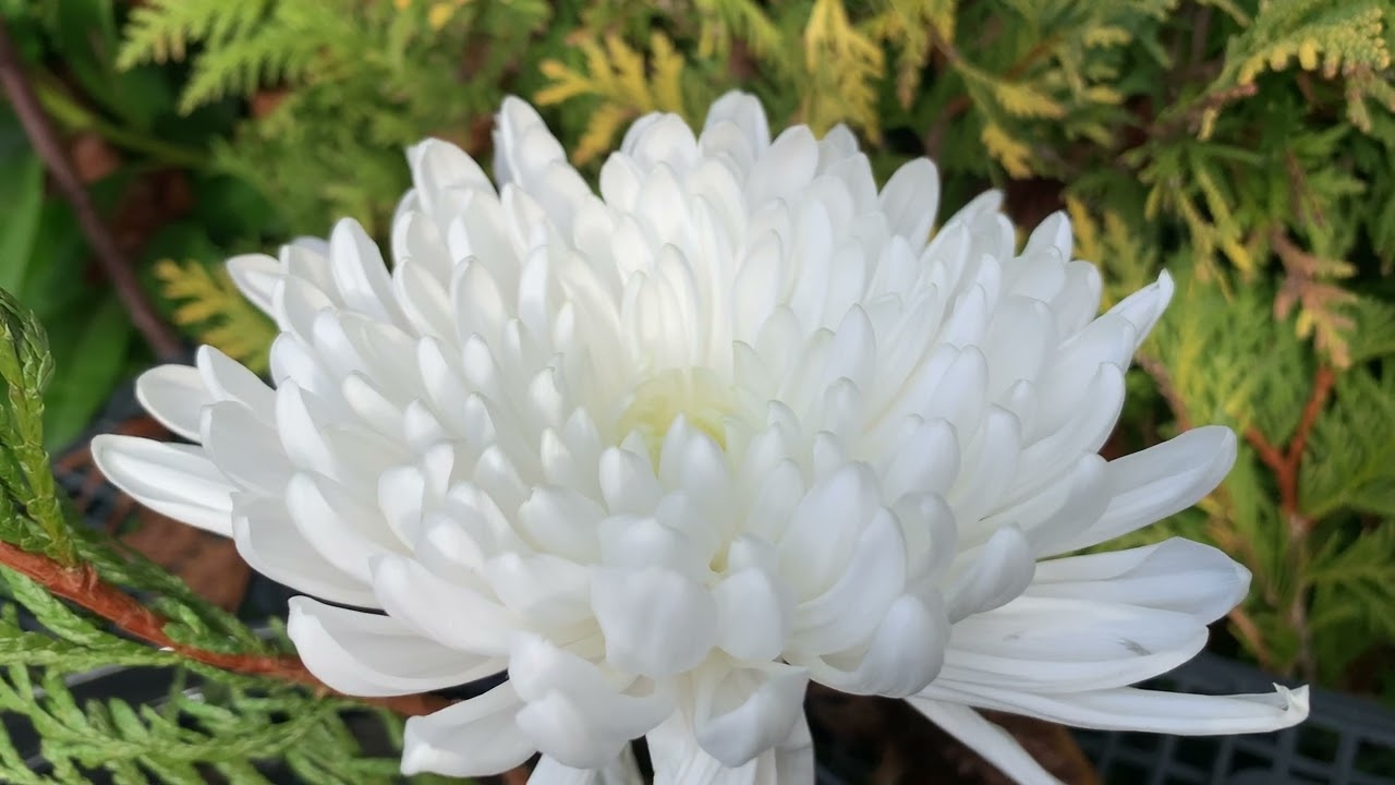 White Chrysanthemum Flower