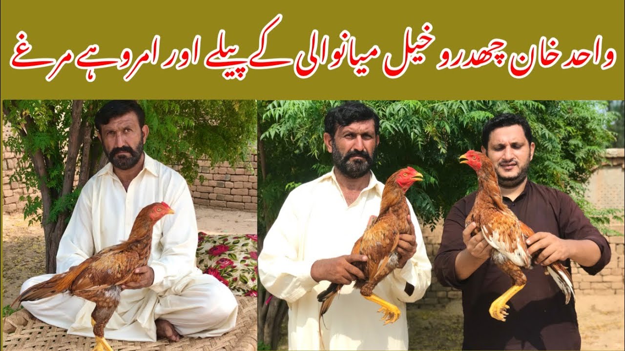 Mianwali aseel of wahid khan chidru khail by Nadeem shah aseel