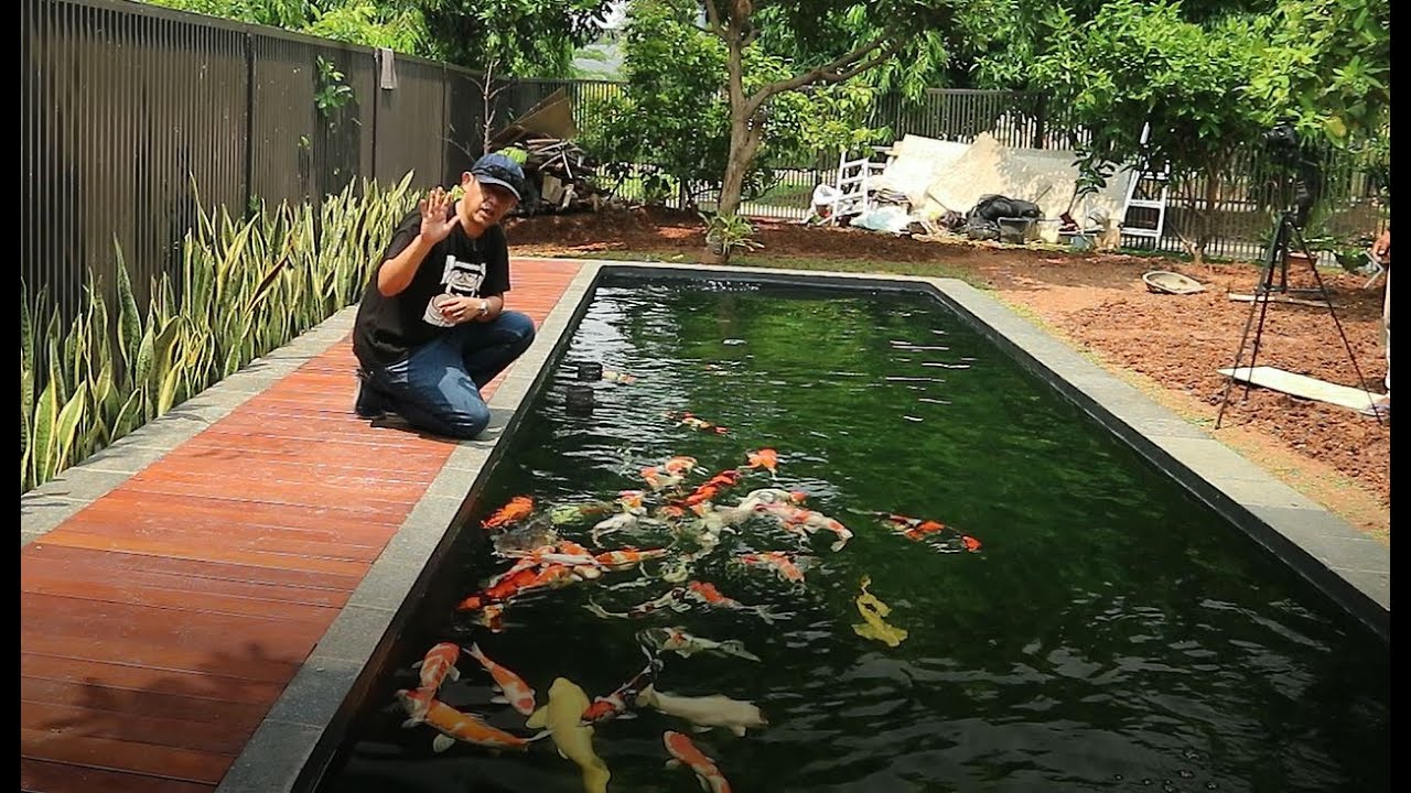 RAHASIA KOLAM KOI JERNIH | Bagian 2 | Tutorial Kolam Koi (19)