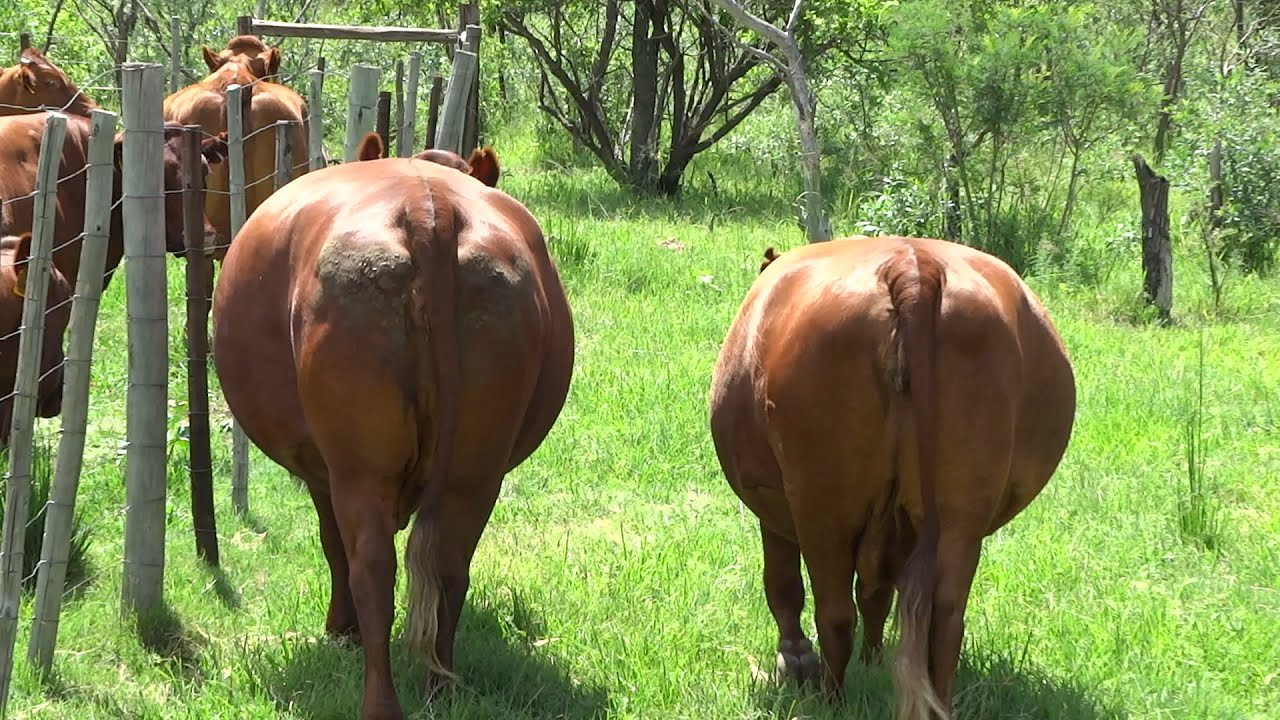 SOLD!! 1214ha Vaalwater Combination of Irrigation and Cattle Farm for Sale
