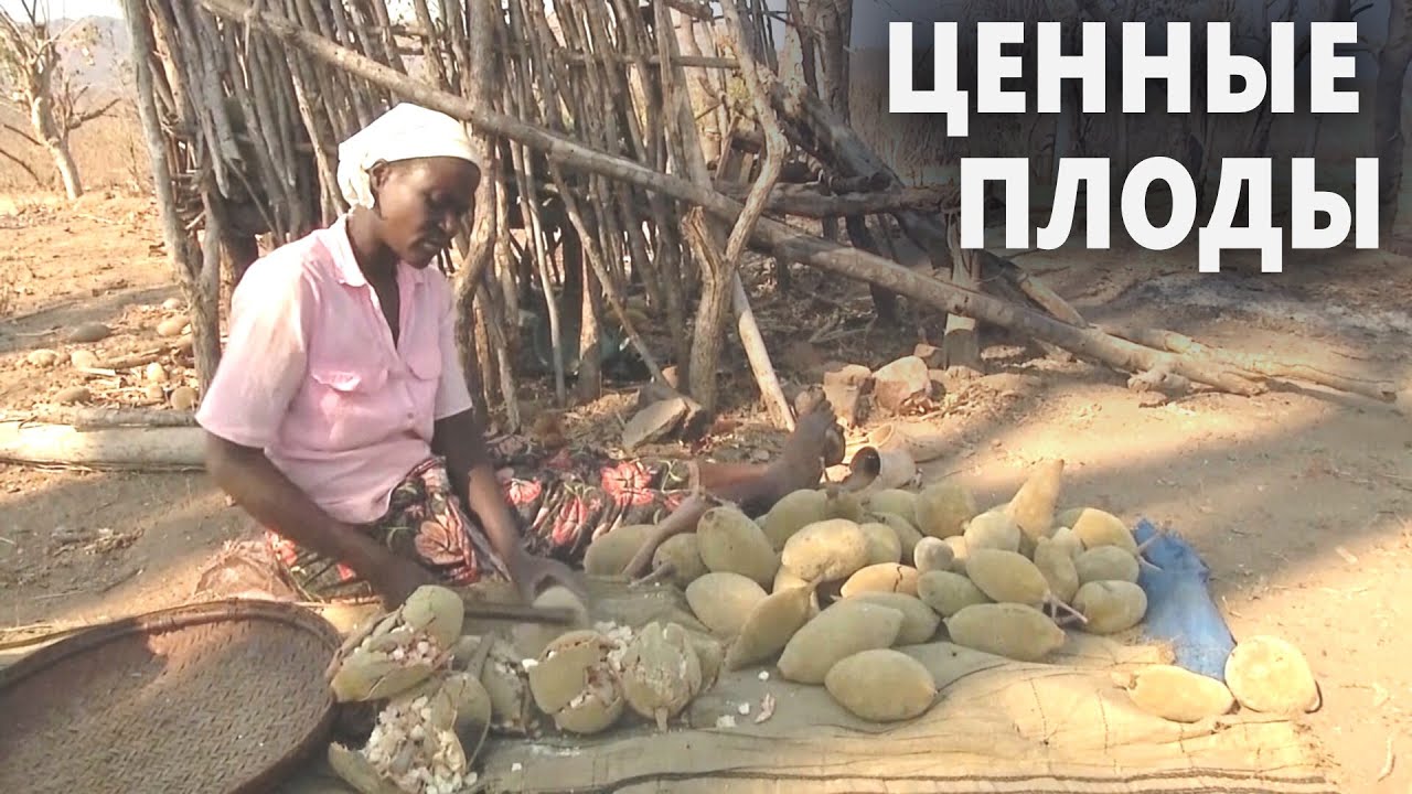 Баобабы помогают зимбабвийцам выживать в засуху