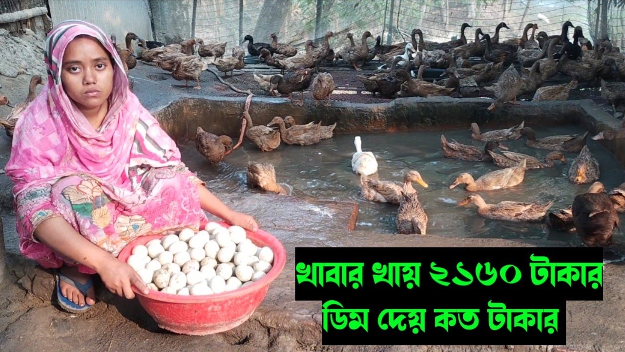 ৩৩০টি হাঁস পালন করে আমার মাসে কত টাকা ইনকাম হচ্ছে। হাঁস পালন পদ্ধতি। 