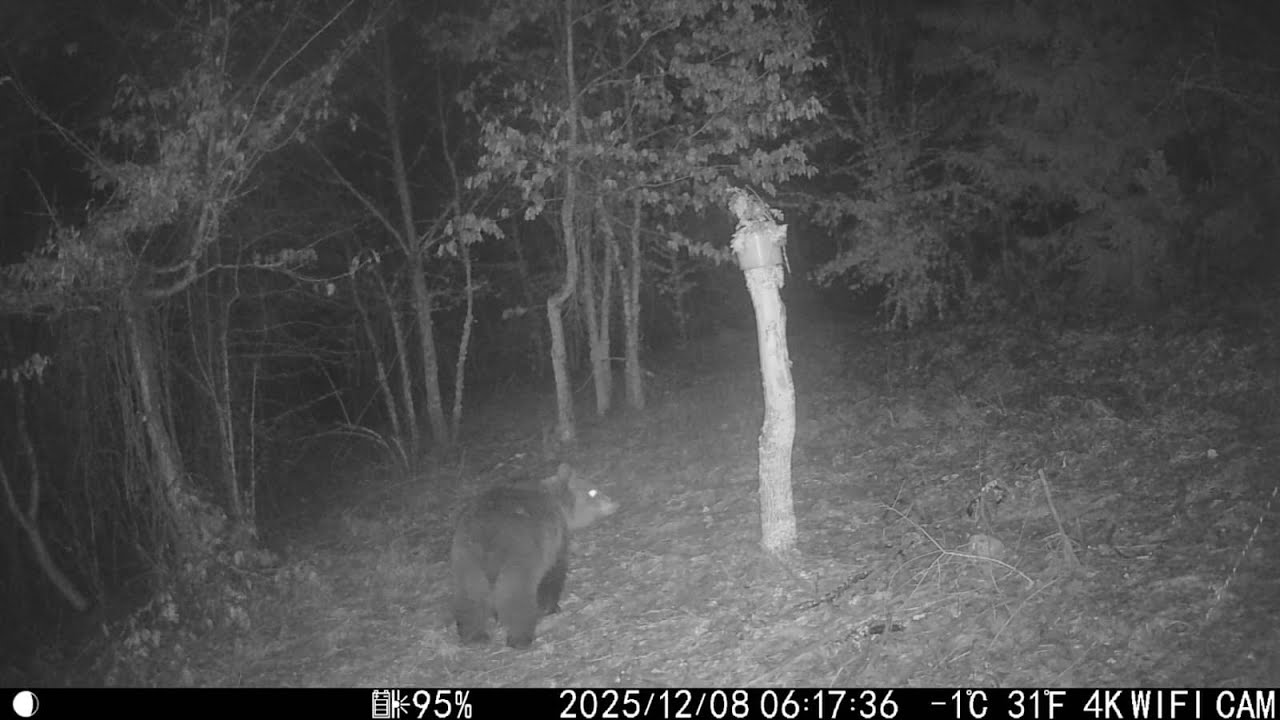 Snimci sa lovačke kamere - Decembar 2025 I Trail Camera Footage – December 2025