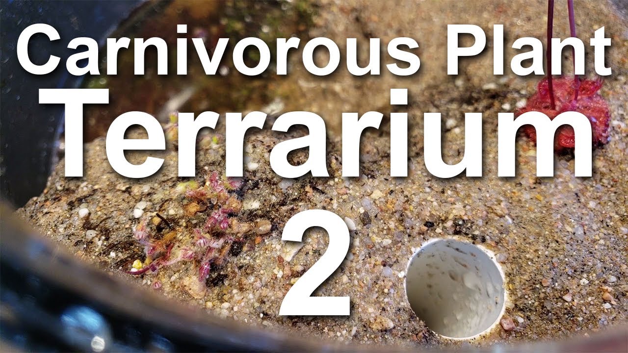 Growing Carnivorous Plants E2: Planting the Terrarium
