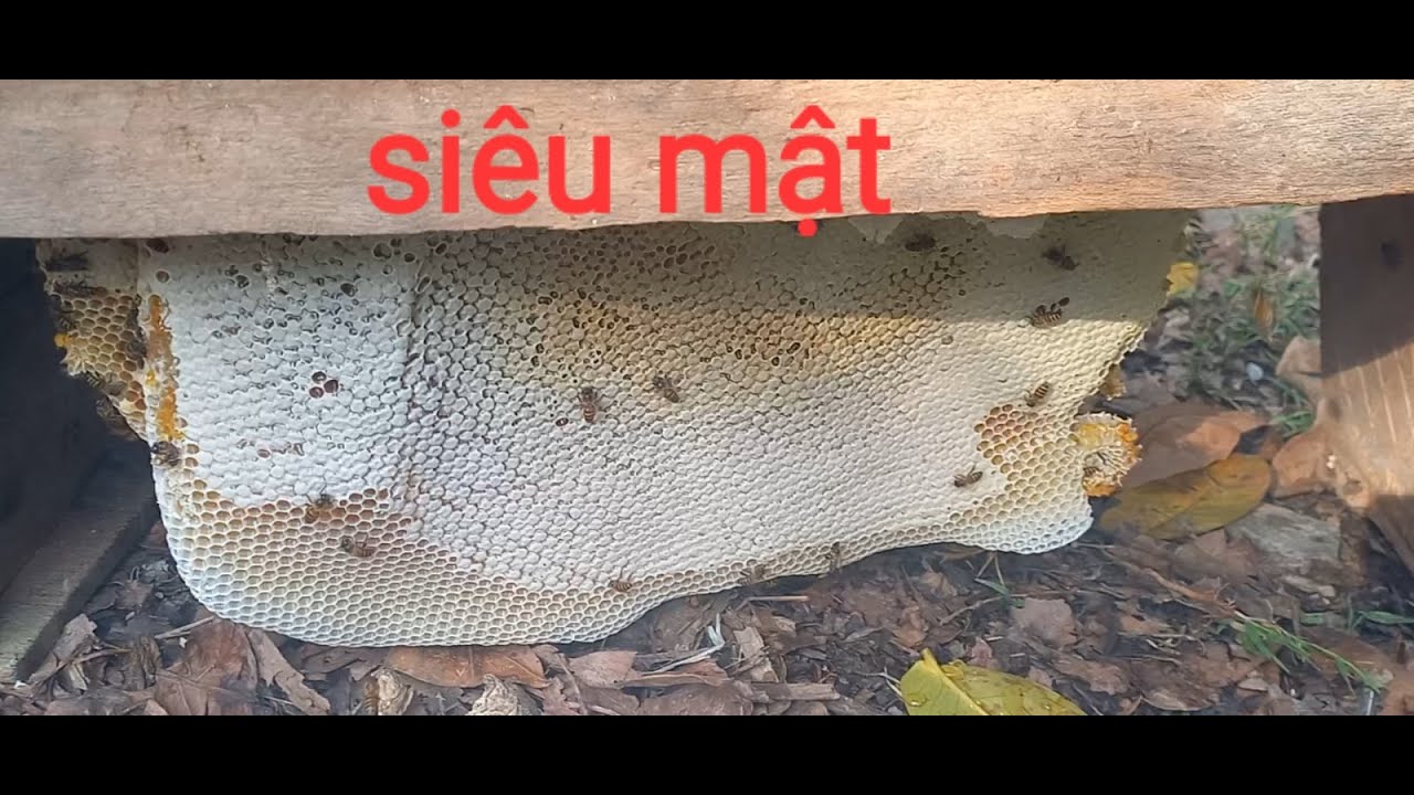 Thu hoạch 2 thùng ong siêu mật