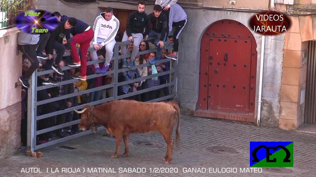 AUTOL  (LA RIOJA)  MATINAL VACAS EN LA CALLE  (S&Aacute;BADO 1 FEBRERO 2020)  EULOGIO MATEO