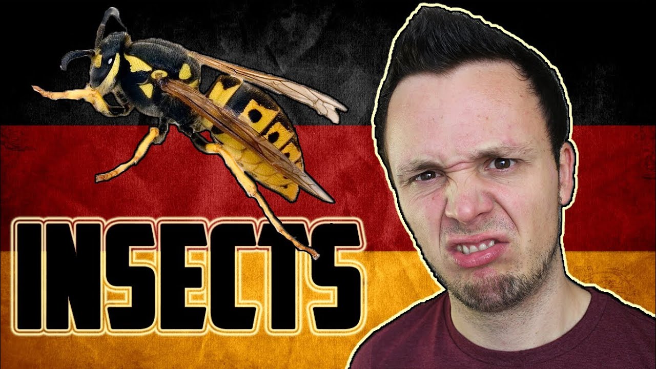 German Insects Vocabulary