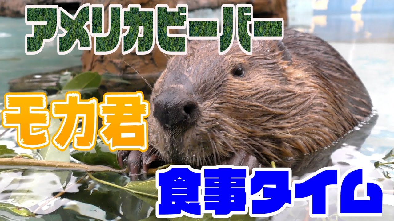 （ASMR)アメリカビーバー　モカ君の心地よい食事　東武動物公園