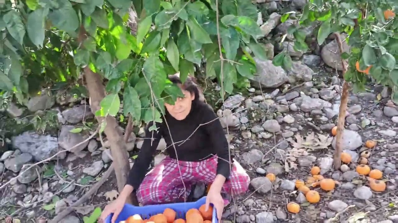 Ev Yapımı Turunç Ekşisi | Toplama, Soyma, Sıkma ve Kaynatma