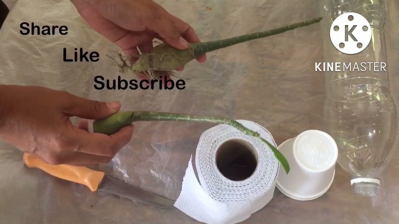Paano gawin ang Octopus Root Training sa Adenium.. Part 1