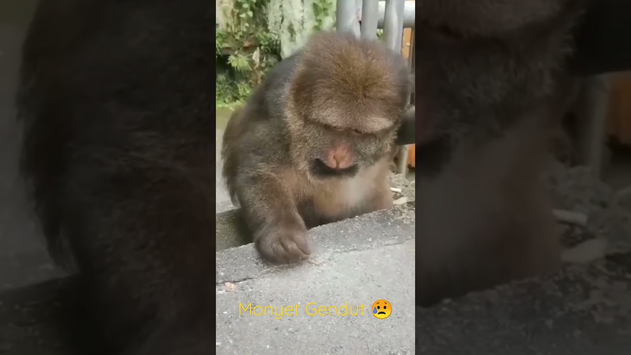 beginilah kalo monyet obesitas