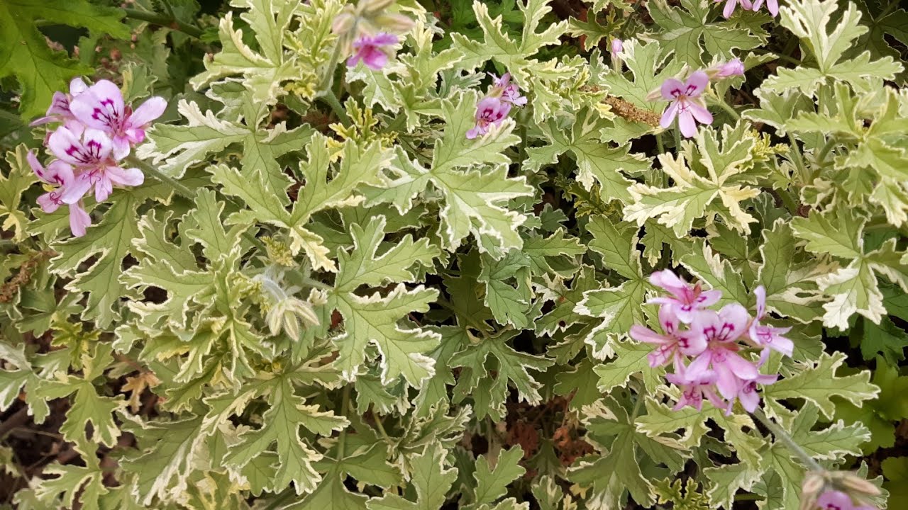 Pelargonium graveolens - Rose Mint Scented Geranium care