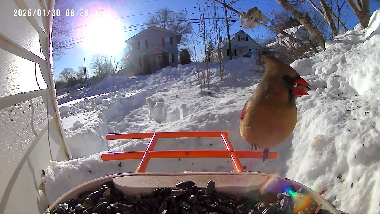 Bird cam back-up …. Grackle INVASION