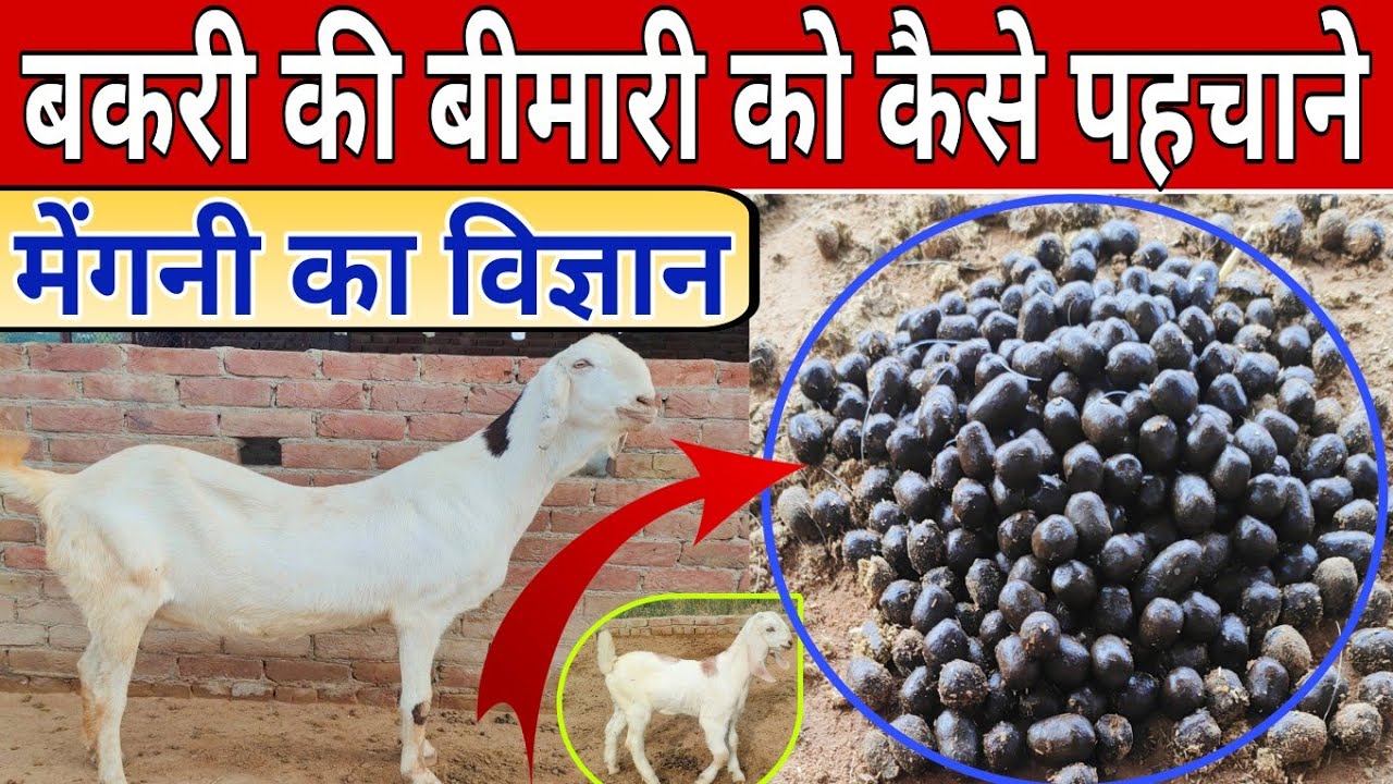 बकरी की बीमारी को कैसे पहचाने 👍आसान तरीका // मेंगनी का विज्ञान 😍 Gost Science #goat #science #doctor