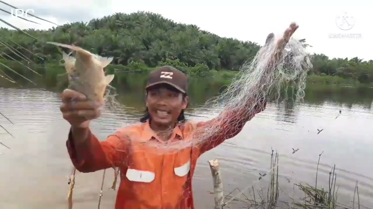 Serunya mancing ikan nila saat musimnya
