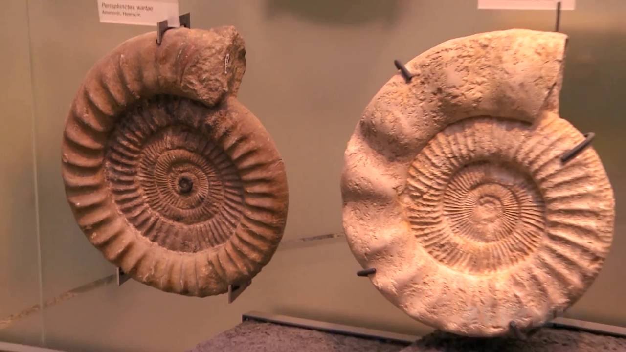 Wissensmix: Was sind Fossilien?
