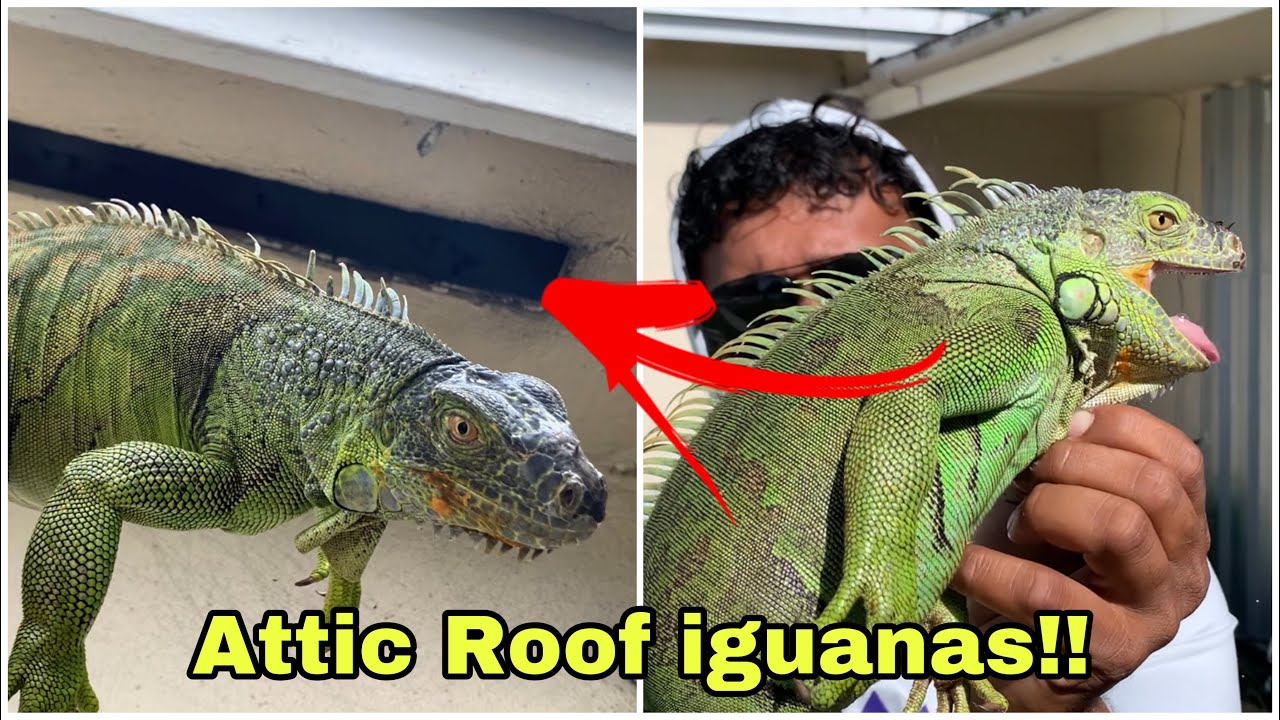 Iguanas break in Florida Home Attics and Roofs ! How to Catch Them? Iguana Removal Job!!