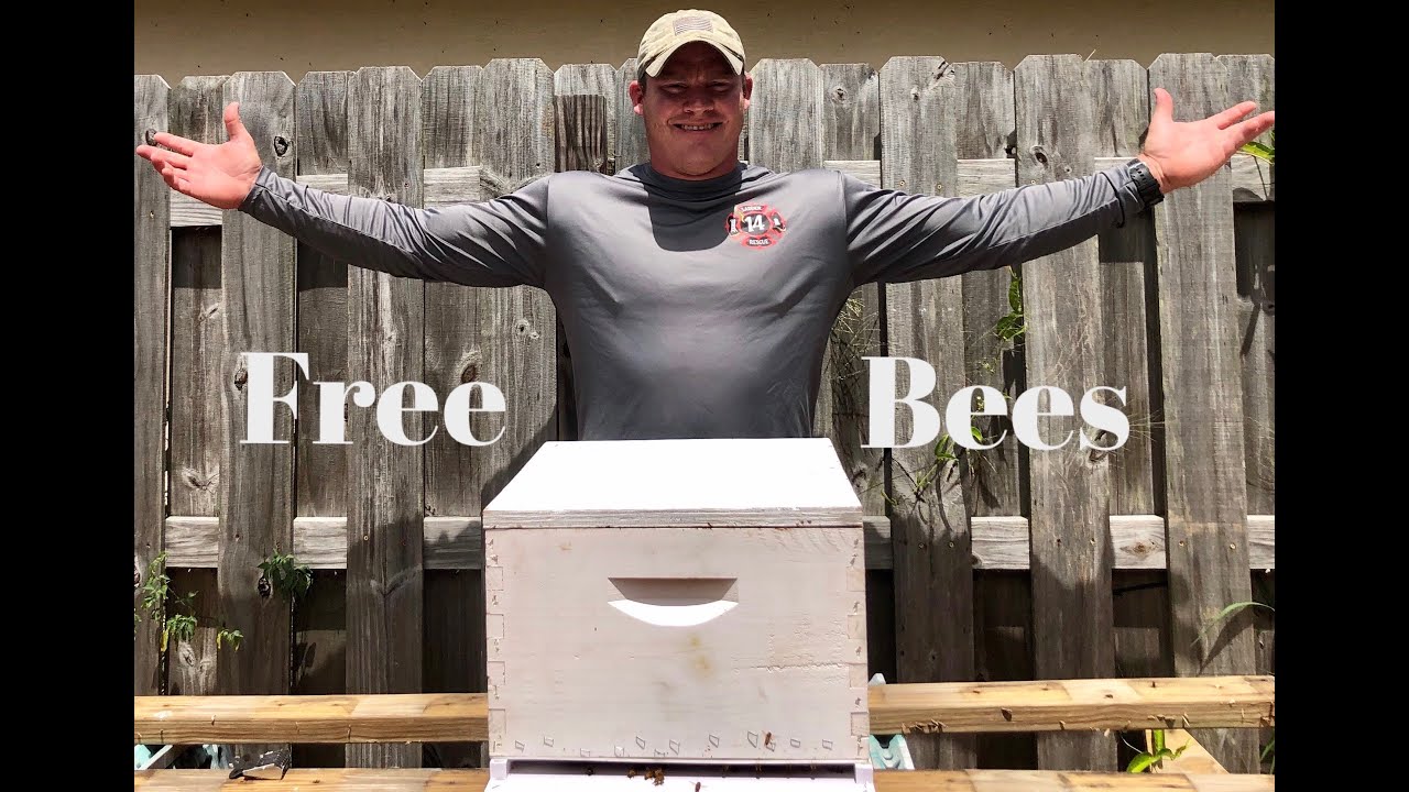 Live Bee Rescue!  I Brought Bees HOME|  Backyard Beekeeping