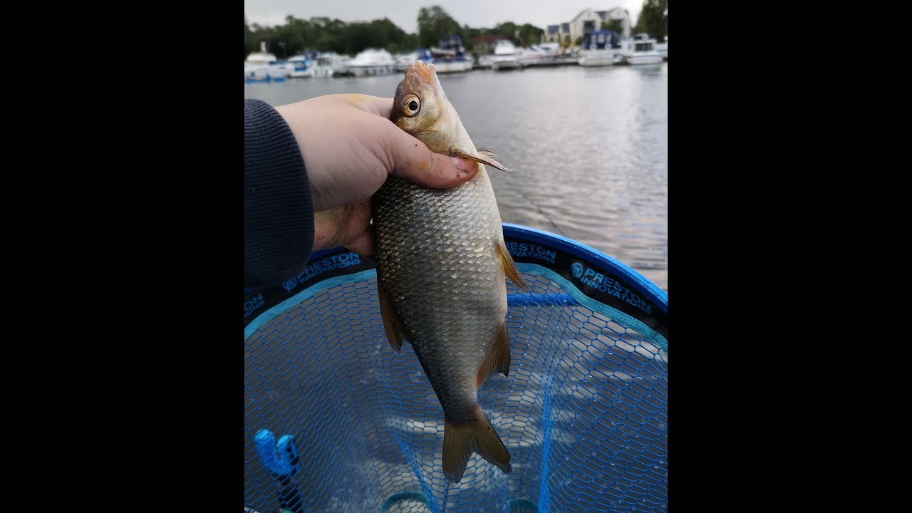 Roach Bream hybrids, River Erne angry Swans & one hungry Pike