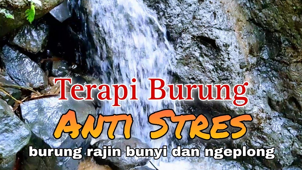 Suara Gemericik Air, Terapi Air Untuk Burung Macet Bunyi, Rajin Bunyi dan Ngeplong
