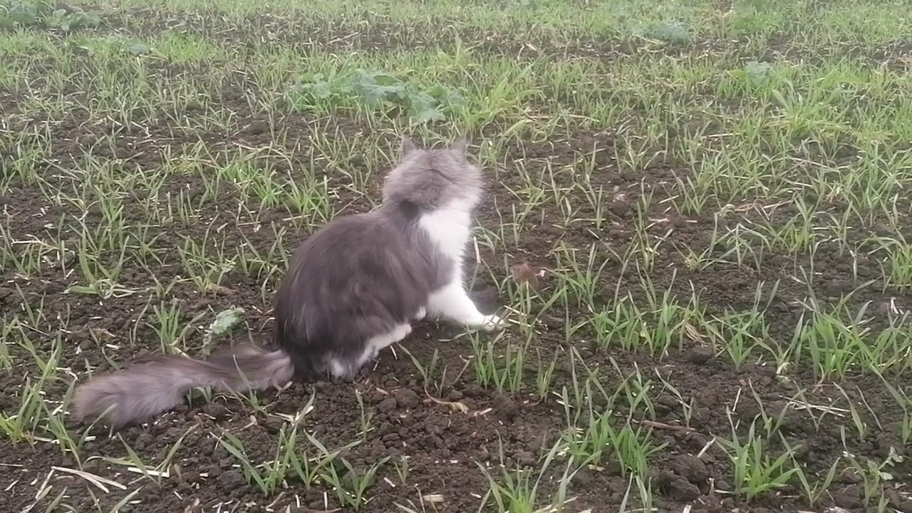 Майже як Том і Джері😃