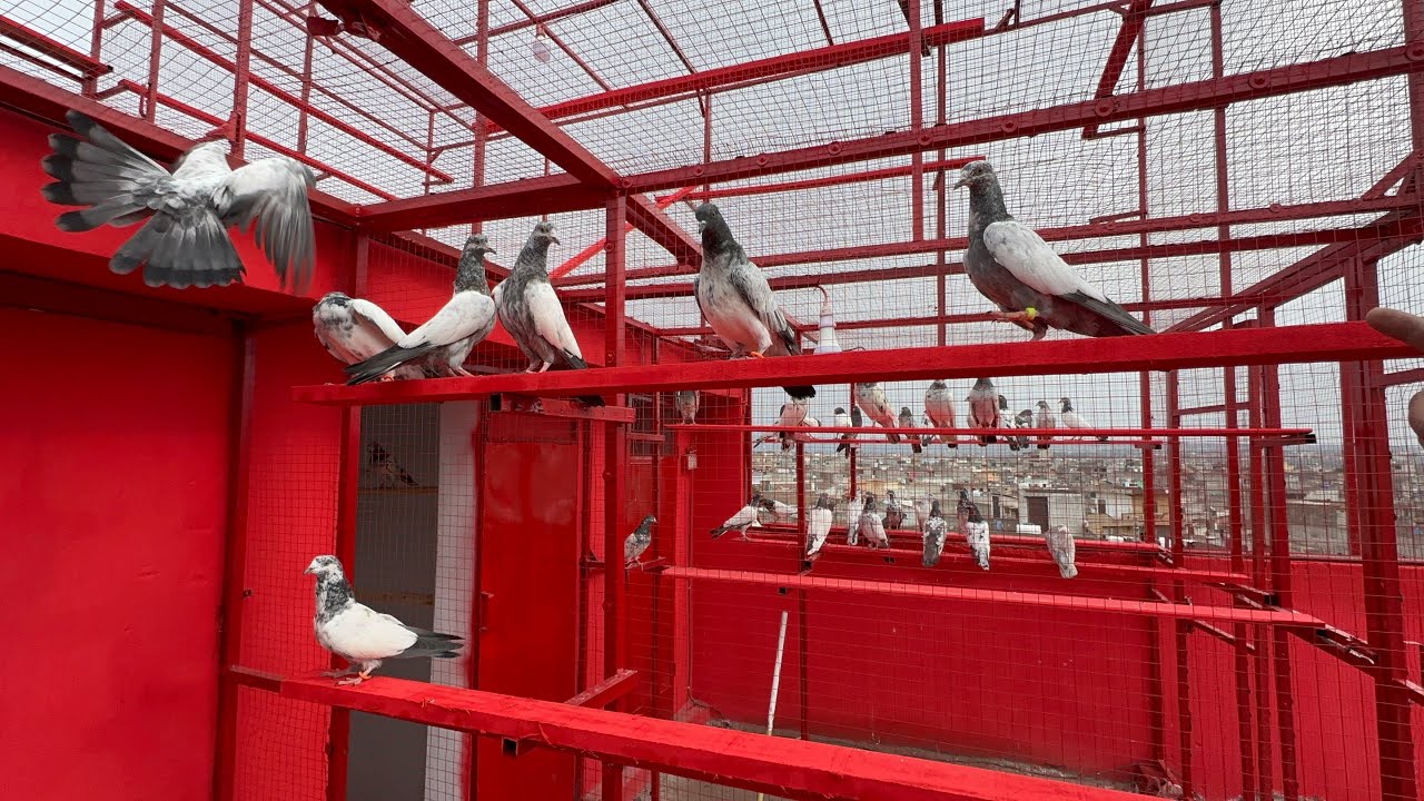 Raja Qaiser  K Champion Baby Pigeon Agye 