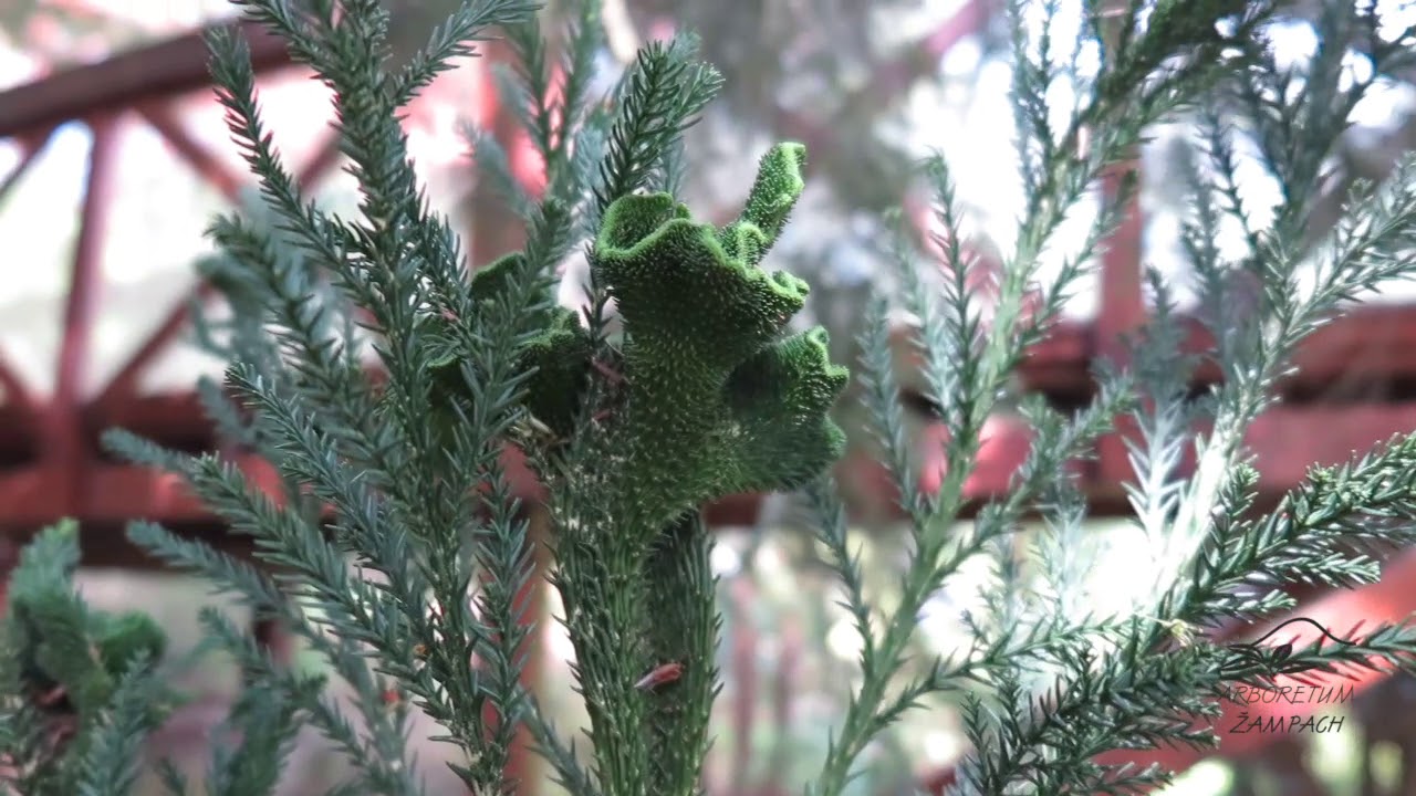 Cryptomeria japonica 'Cristata' kryptomerie japonská 'Cristata'