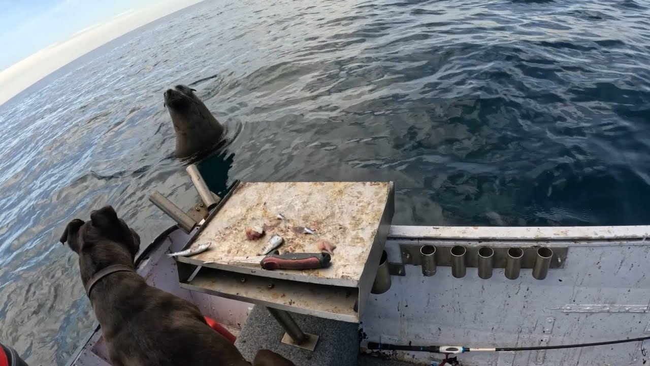 Shark plague & rare encounter Catch & cook