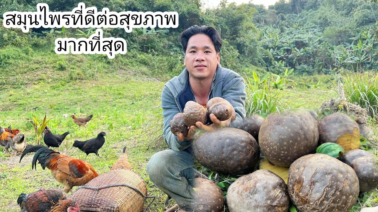 รู้ไว้ไม่เสียหาย!สมุนไพรชั้นดีของชาวเขาในการรักษาริดสีดวง,ไม่จำเป็นต้องผ่าตัดอีกแล้ว[ອາຄານ້ອຍ]