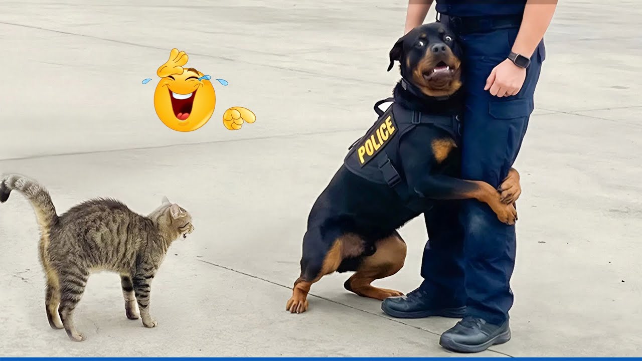 When a Police Dog Becomes a Comedian 😂 Funny Dog Videos 2026