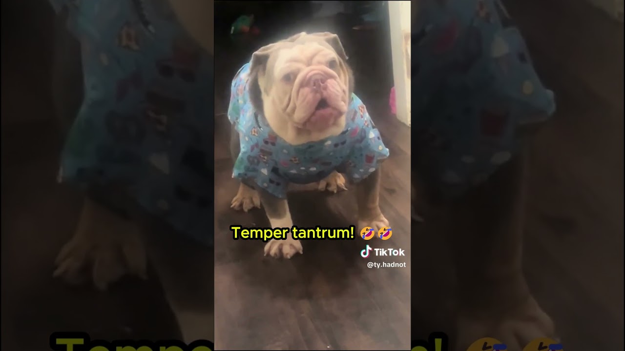 Dog throws cutest temper tantrum!🤣