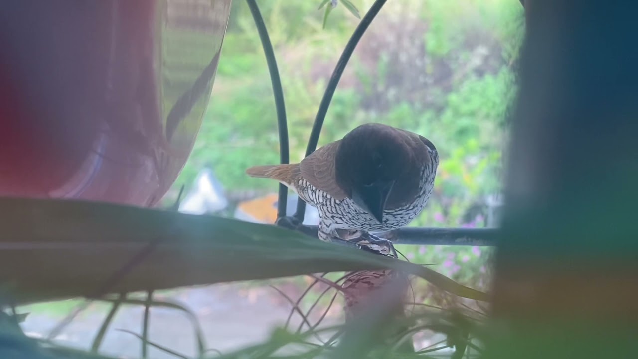 Nest making of Muniya bird|Lonchura birds|step by step|hardworking birds|