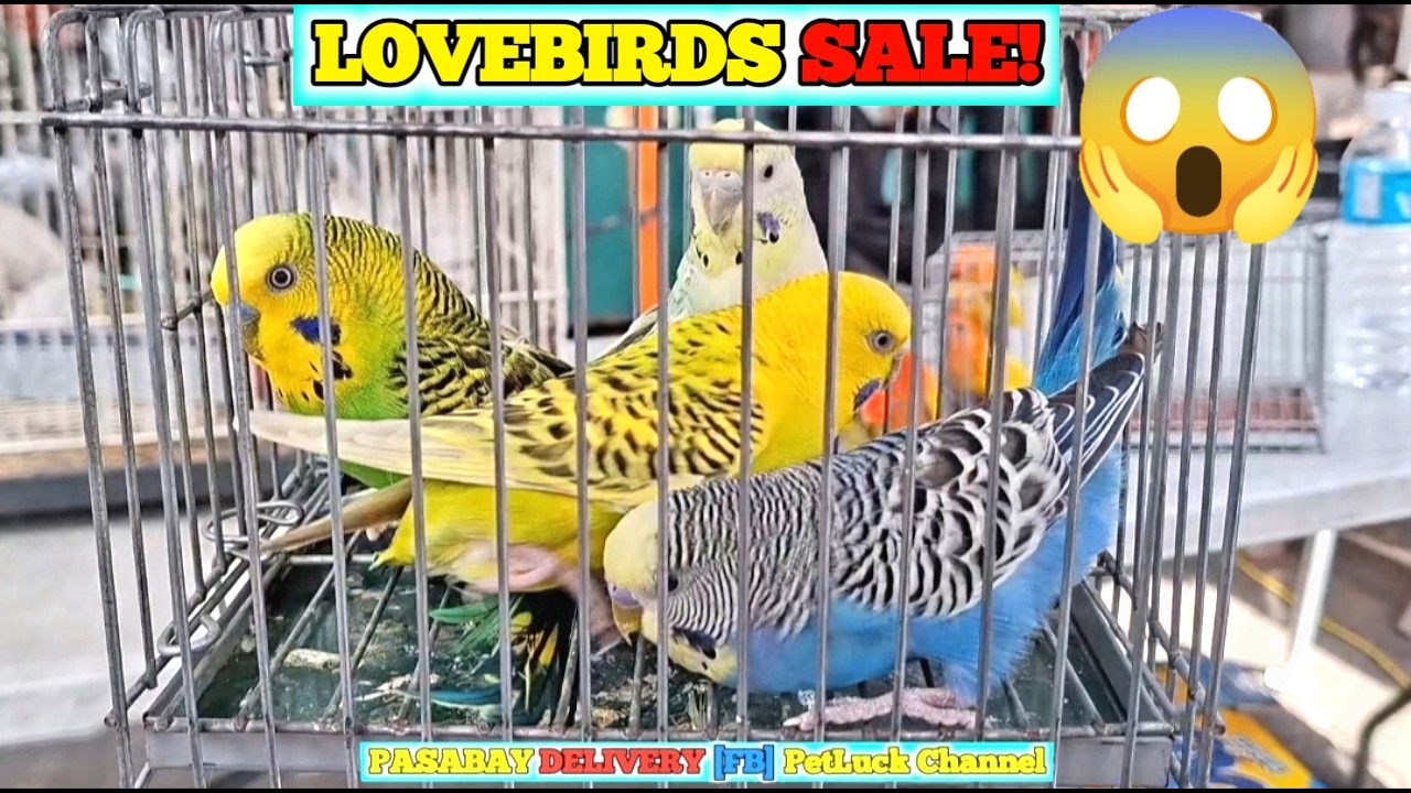 LOVEBIRDS SUPER SALE SA HULONG DUHAT MALABON PET MARKET