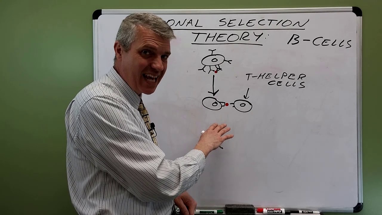 Clonal Selection Theory for Beginners