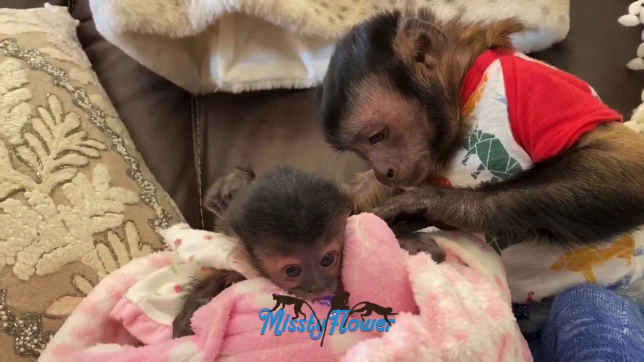 Monkey Toby babysits sick baby monkey, already doing better! 🙏🏻❤️🐒
