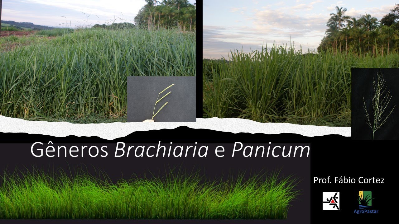 Identificação e escolha de forrageiras do gênero Brachiaria (cont...)