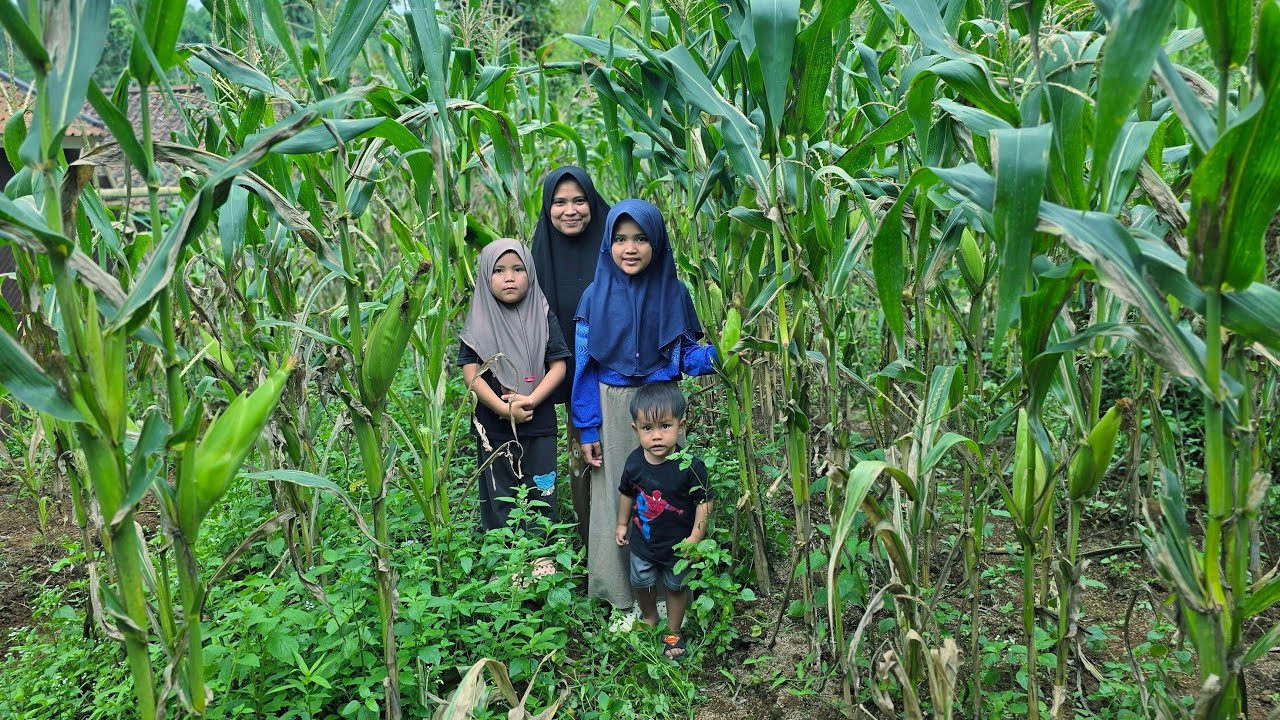 INILAH PERSIAPAN KELUARGA JEJAK BANG IBRA UNTUK MENYAMBUT BULAN SUCI RAMADHAN, JAGUNG SIAP DIPANEN