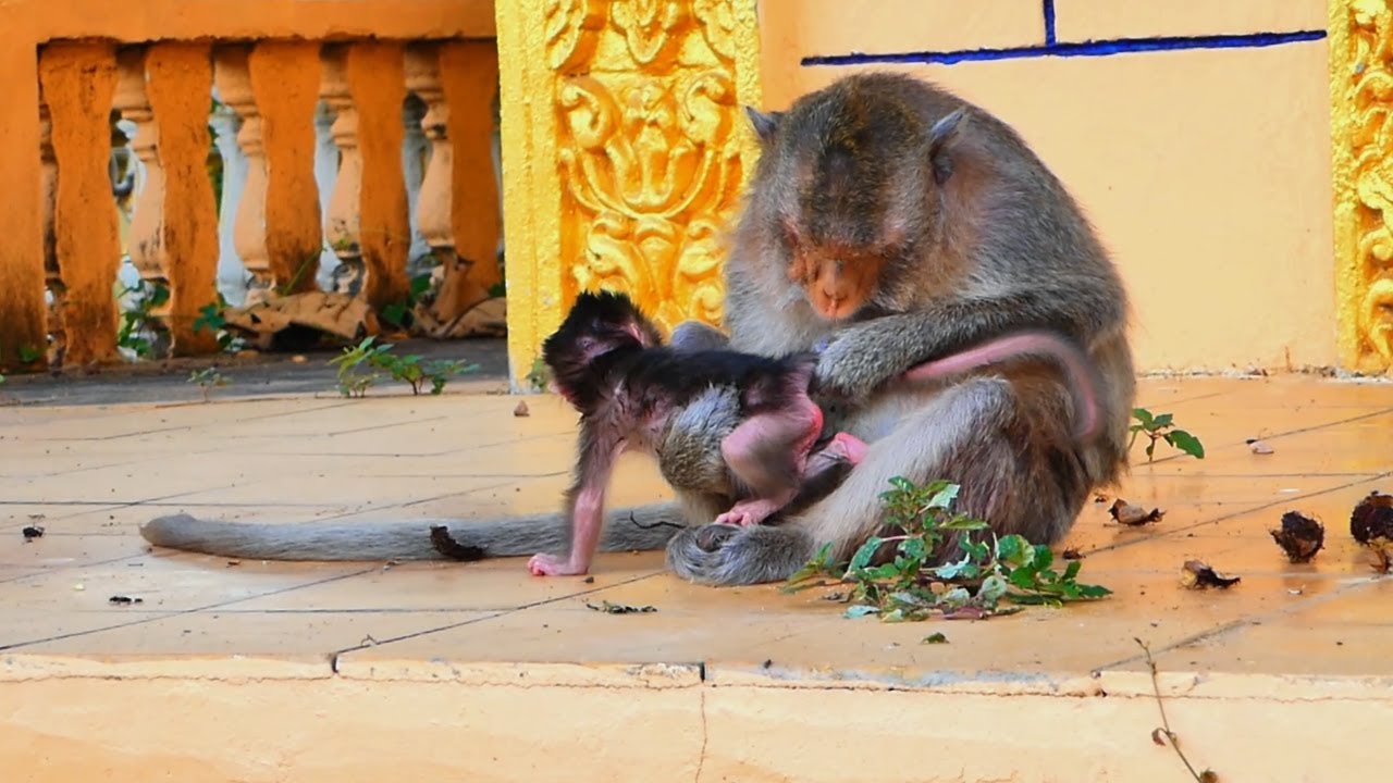 New baby monkey tries to stand & want to learn to walk