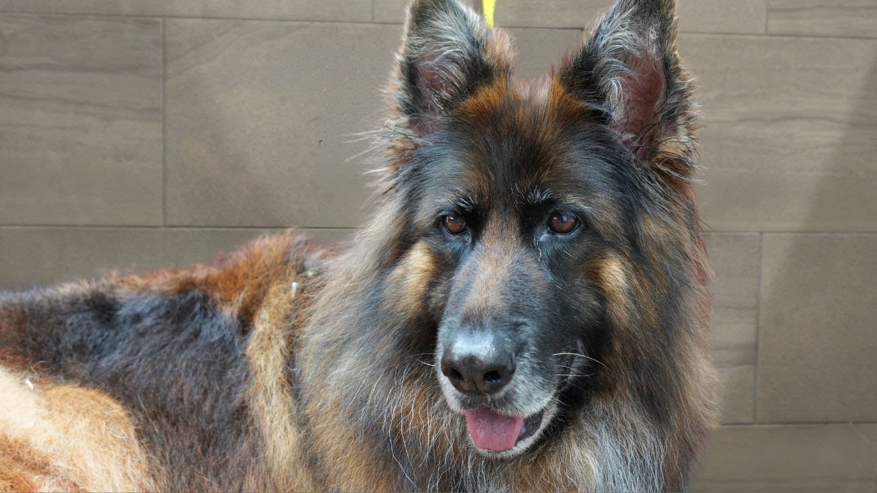 Breathtaking long-haired German Shepherd