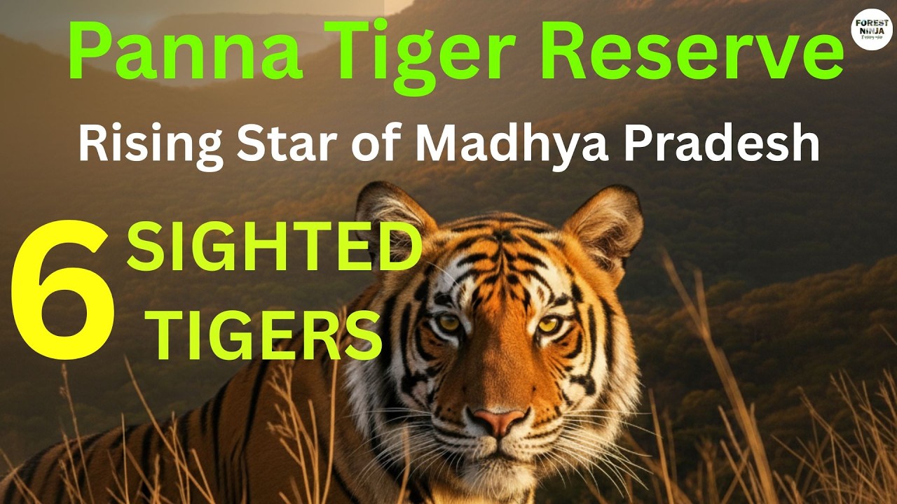 2 Days in Panna! 6 Tiger Sightings & The Inspiring Stories of PANNA NATIONAL PARK & ITS TIGERS