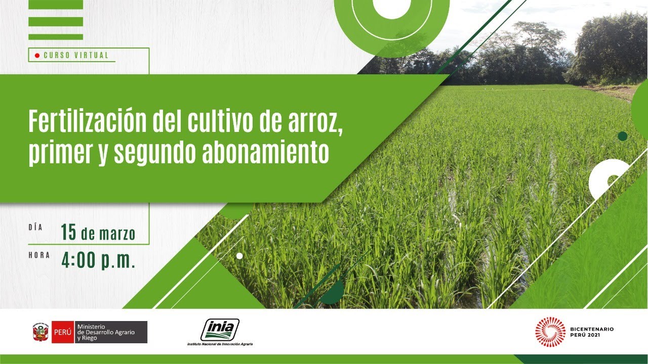 Fertilización del cultivo de arroz, primer y segundo abonamiento