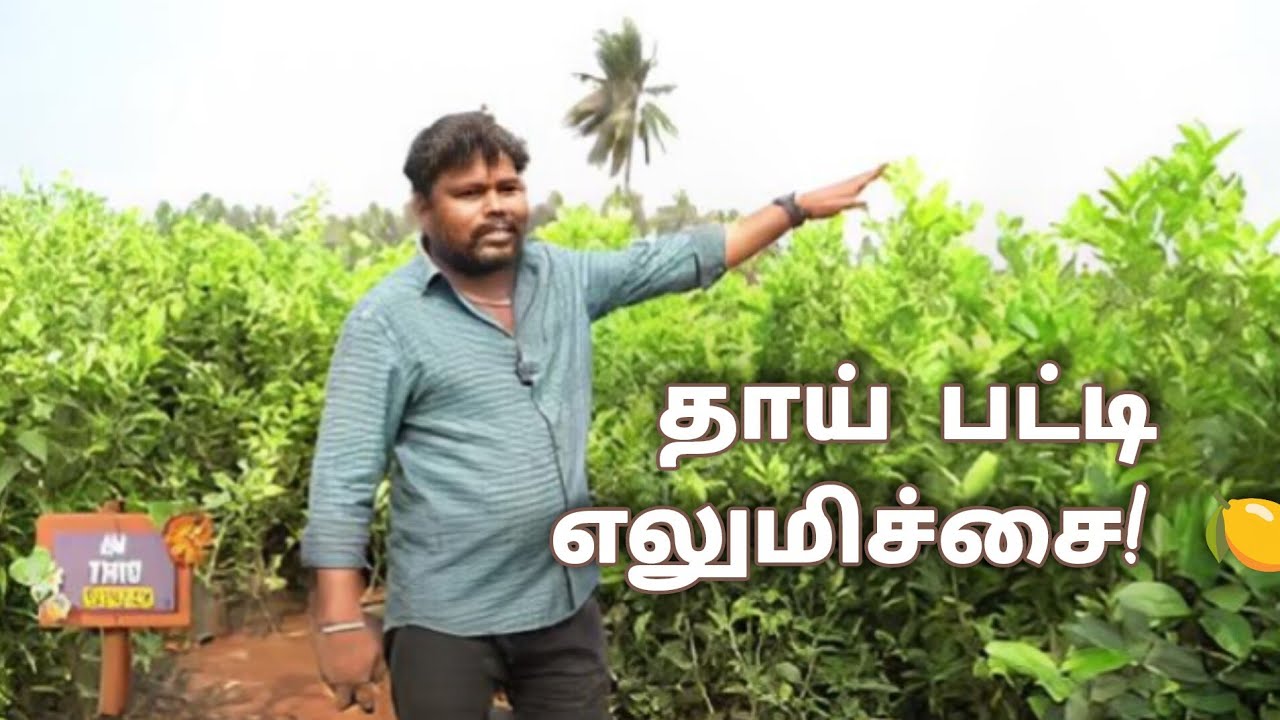 குறைந்த செலவில் அதிக காய் தரும் எலுமிச்சை | Thai patti Lemon Cultivation | Step-by-Step Guide