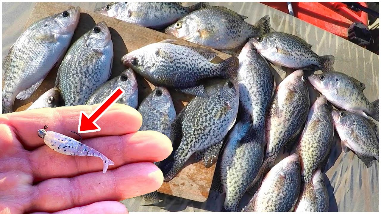 Catching Crappie Every Cast! Easy Way To Catch Crappie For Dinner!