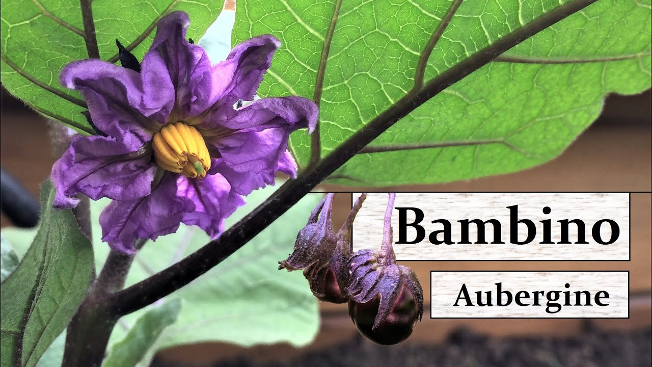 Mini-Aubergine 'Bambino' - Super einfacher Anbau auf Balkon, Terrasse & im Gewächshaus!